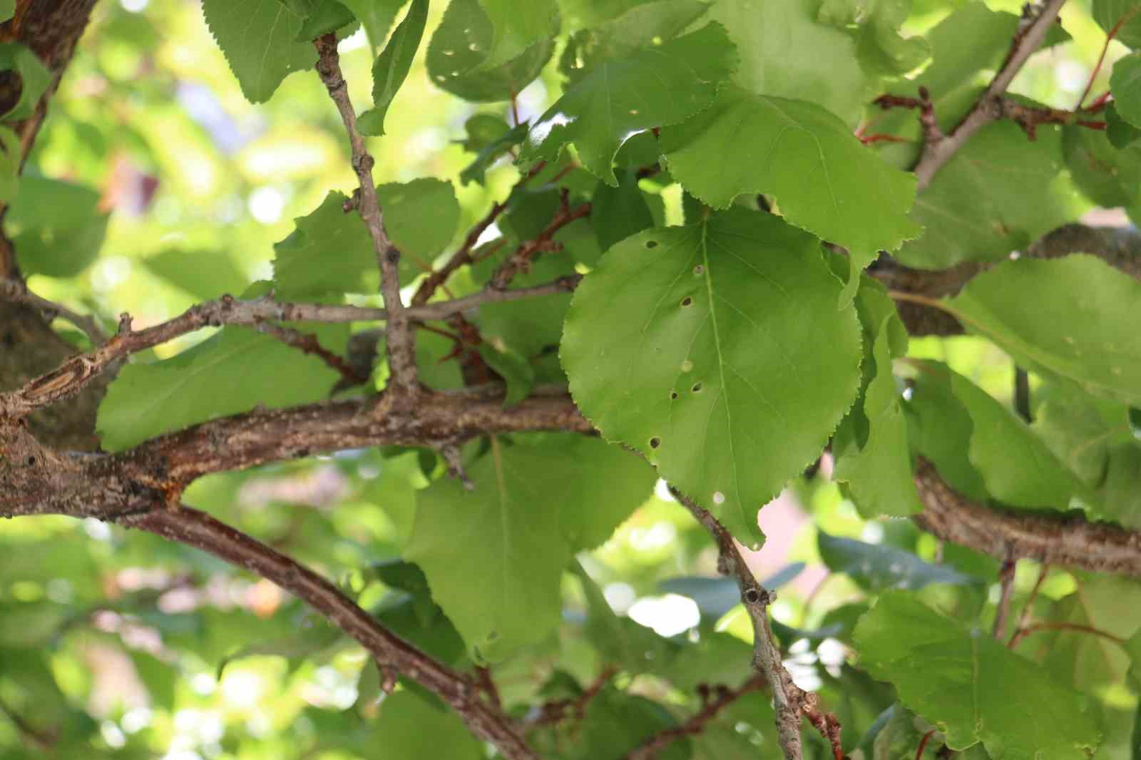 don-sonrasi-15-bin-agac-tek-bir-kayisi-vermedi