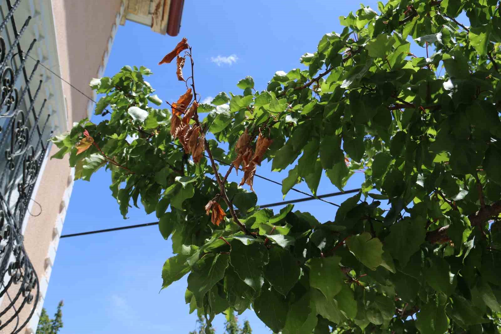 don-sonrasi-15-bin-agac-tek-bir-kayisi-vermedi