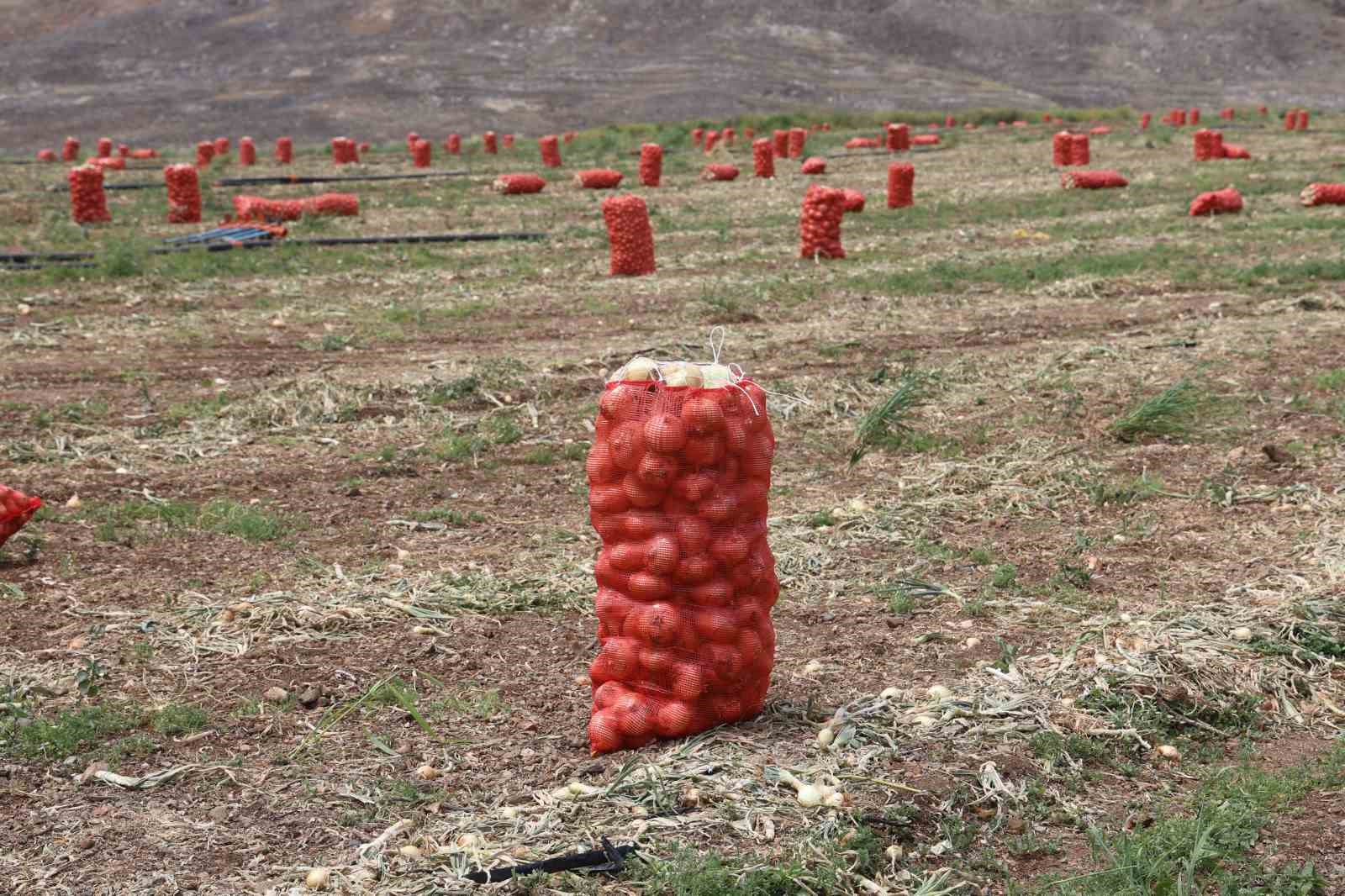 don-ve-kurakligin-rekolteyi-etkilemedigi-sogan-tarladan-8-tlden-alici-buluyor
