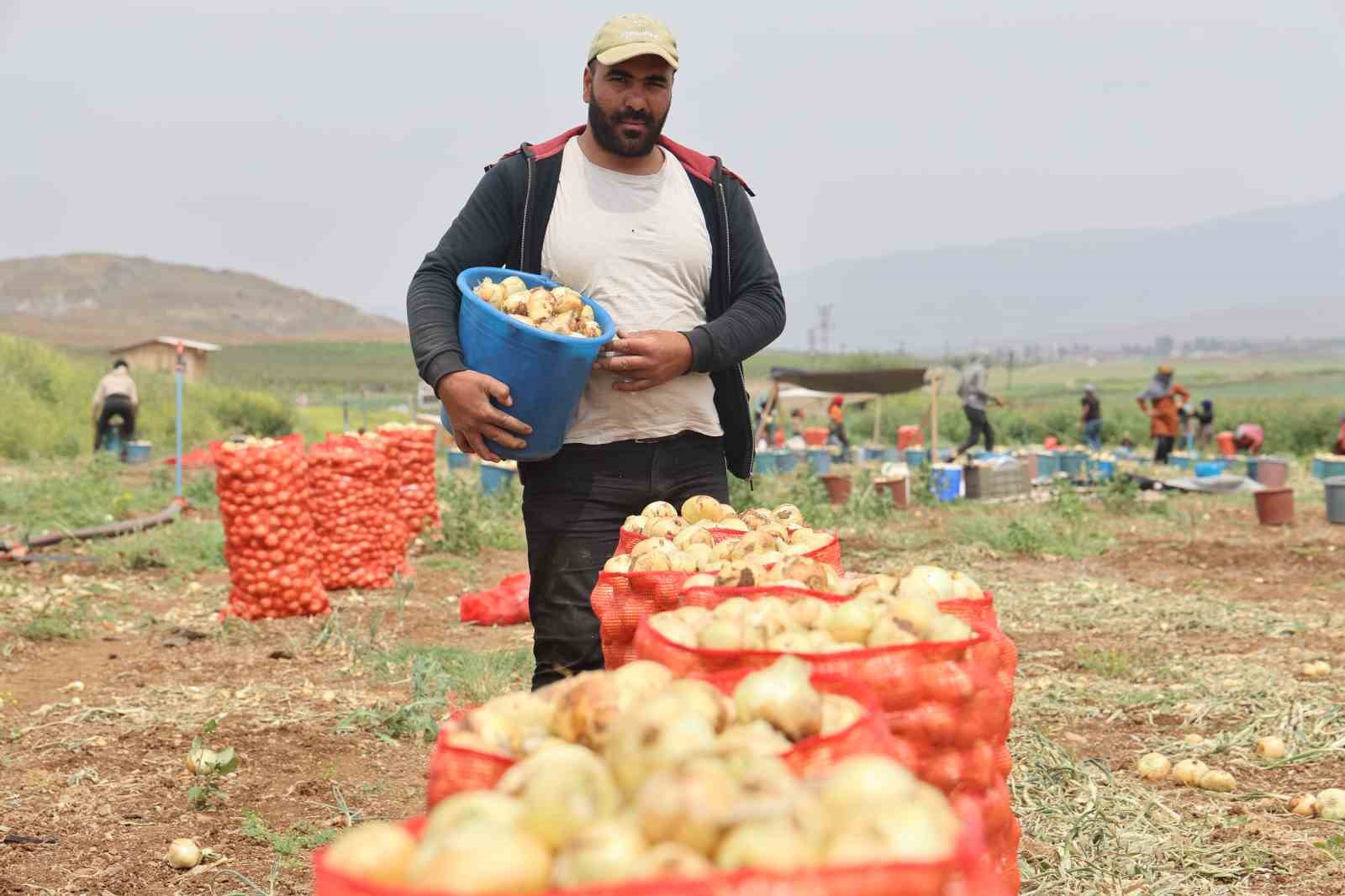 don-ve-kurakligin-rekolteyi-etkilemedigi-sogan-tarladan-8-tlden-alici-buluyor