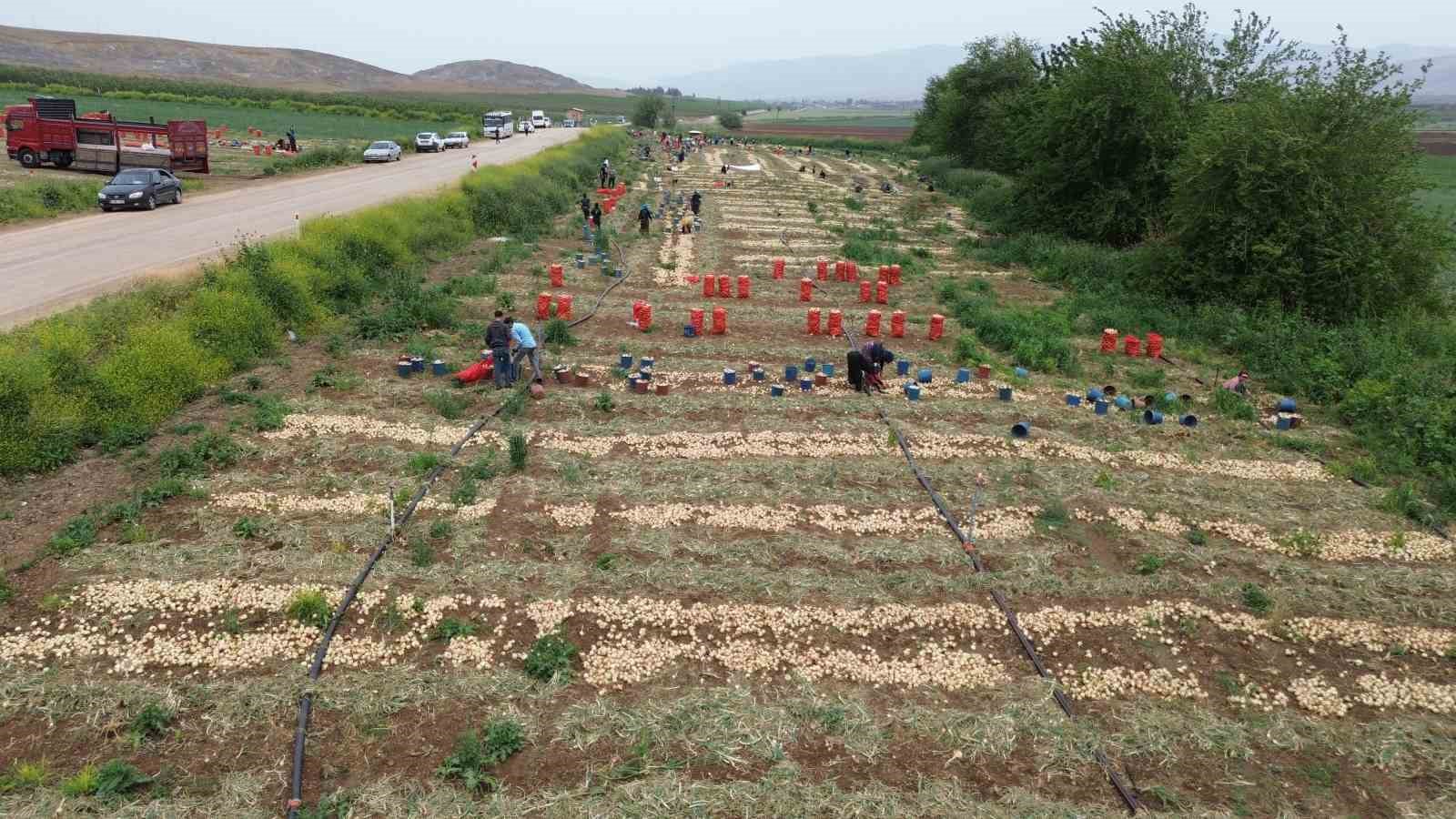 don-ve-kurakligin-rekolteyi-etkilemedigi-sogan-tarladan-8-tlden-alici-buluyor