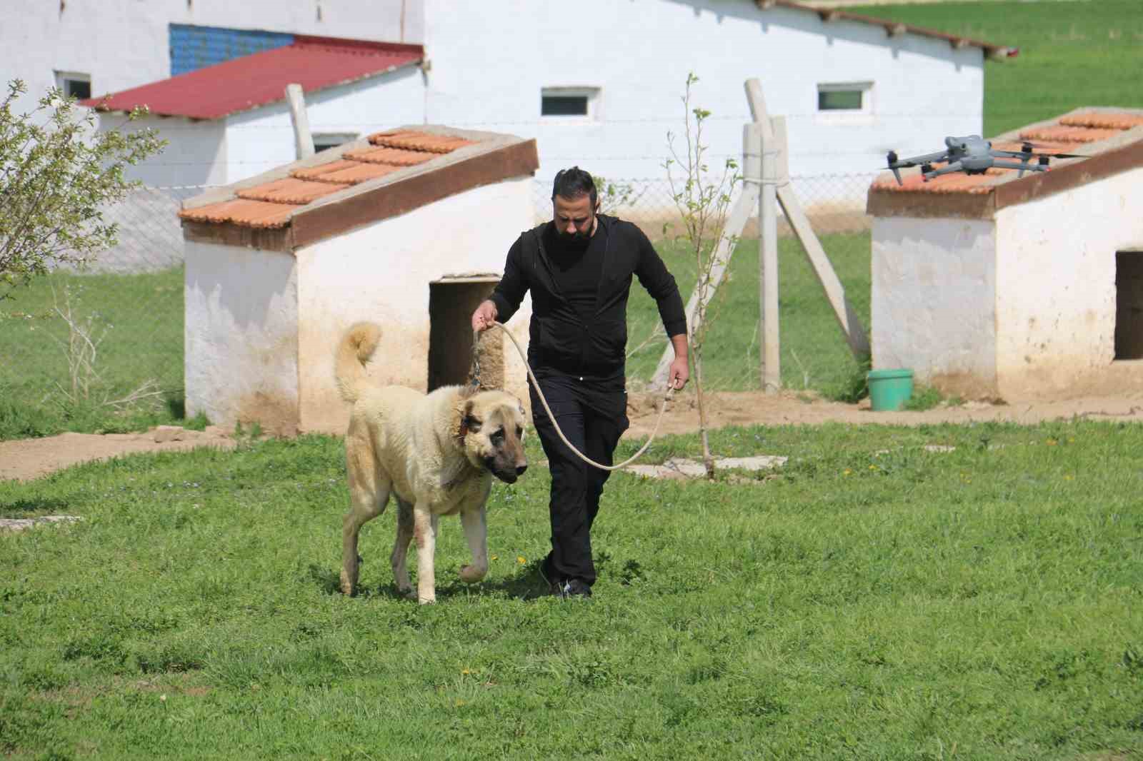 dunyada-esi-benzeri-bulunmayan-kangallara-ortadogu-ulkeleri-talip-oldu