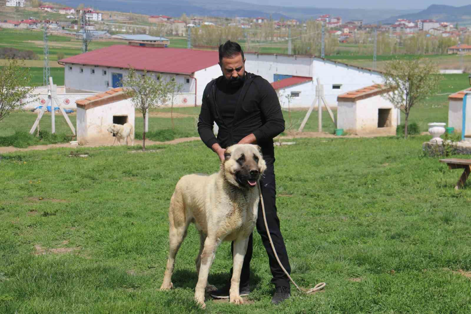 dunyada-esi-benzeri-bulunmayan-kangallara-ortadogu-ulkeleri-talip-oldu