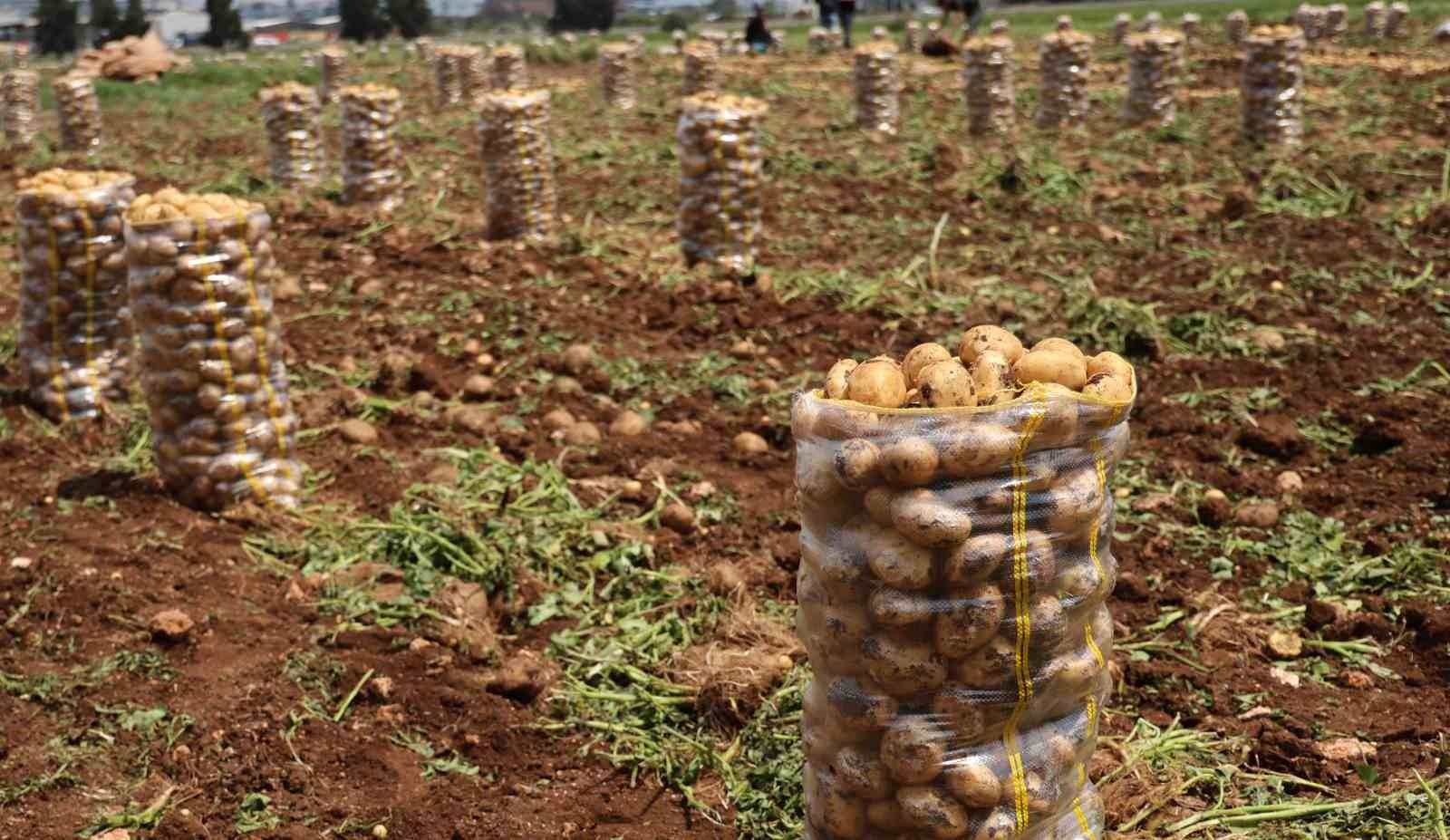 hepsi-geri-gonderildi-yurt-disindan-gelen-2-bin-tondan-fazla-patates-viruslu-cikti