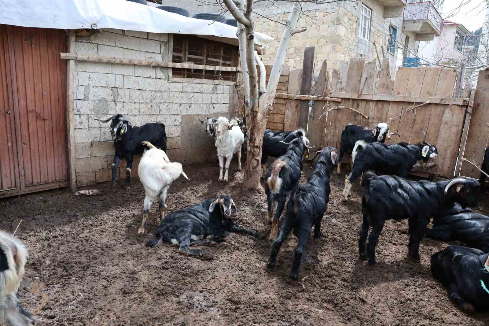 kahramanmarasta-cevizi-don-vurunca-ureticileri-farkli-alanlara-yoneldi