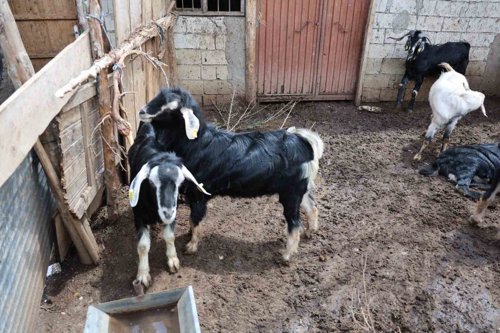 kahramanmarasta-cevizi-don-vurunca-ureticileri-farkli-alanlara-yoneldi