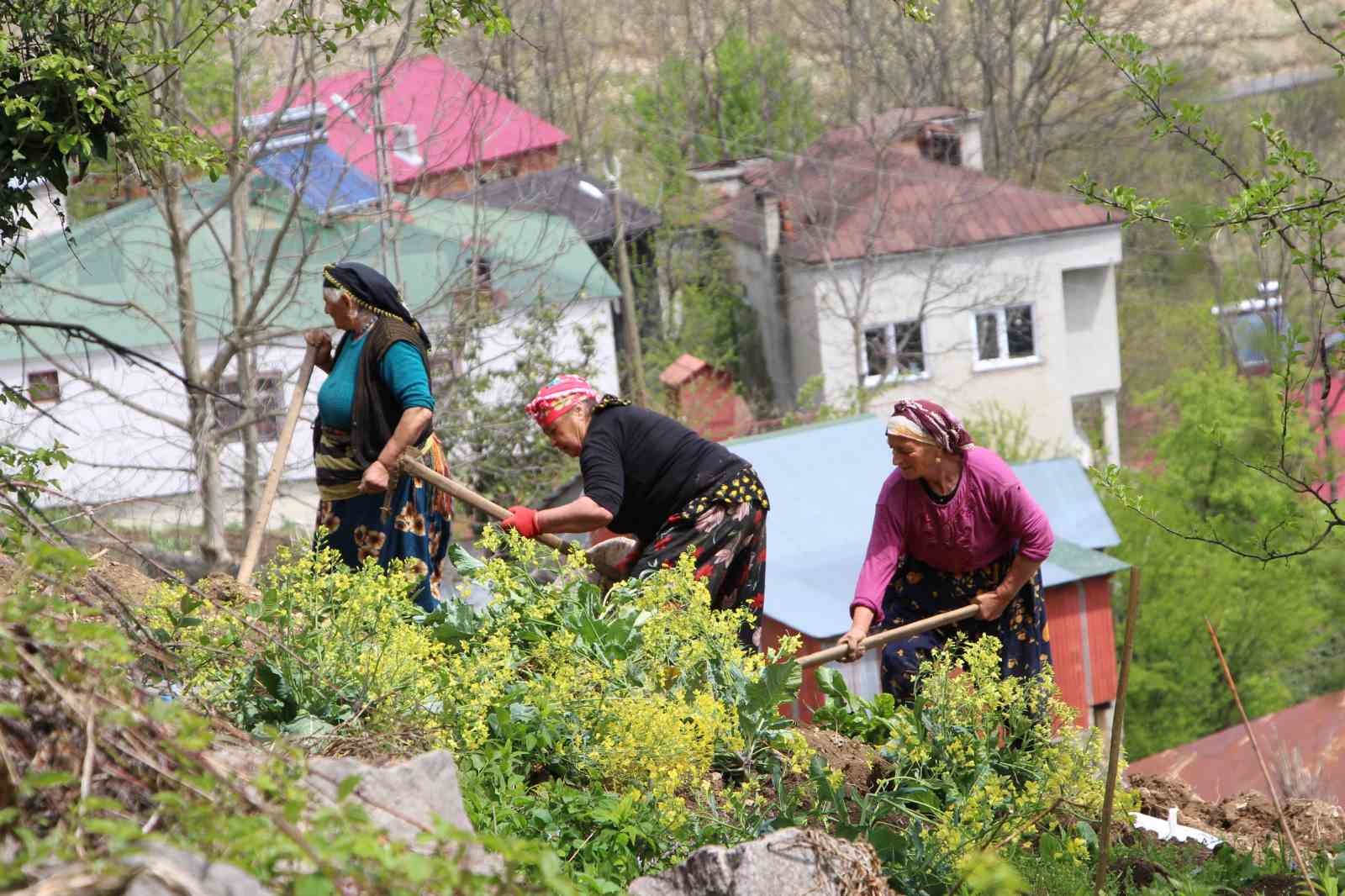 karadeniz-kadininin-zorlu-mesaisi-basladi