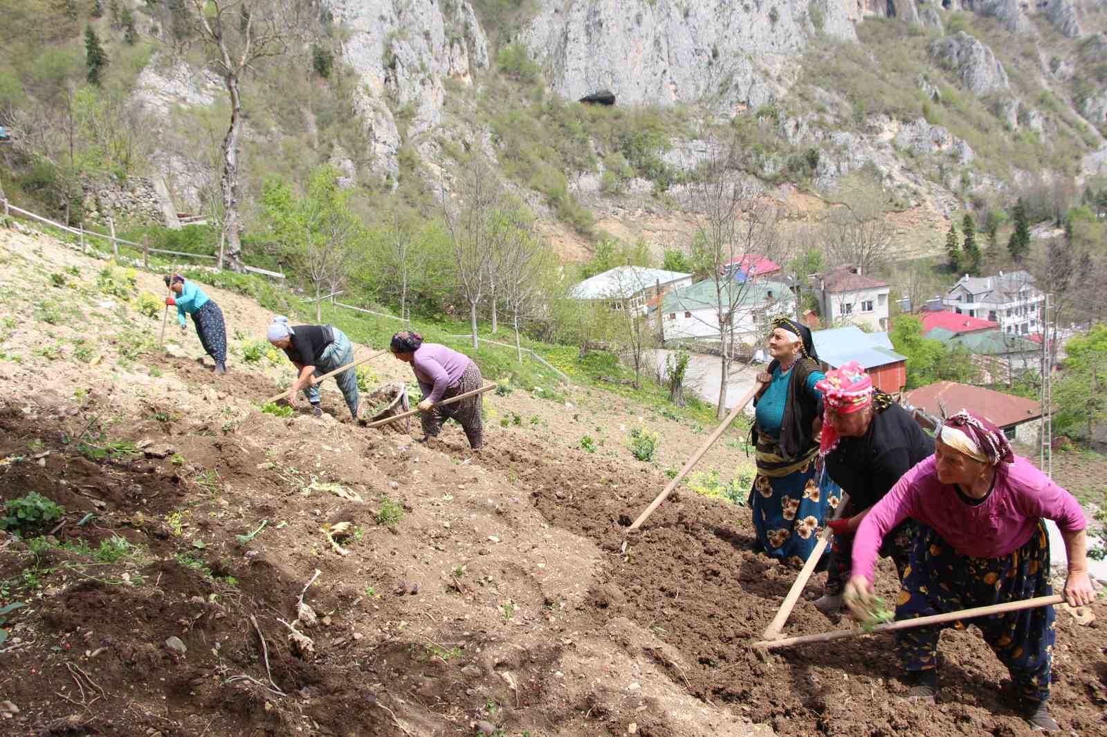 karadeniz-kadininin-zorlu-mesaisi-basladi
