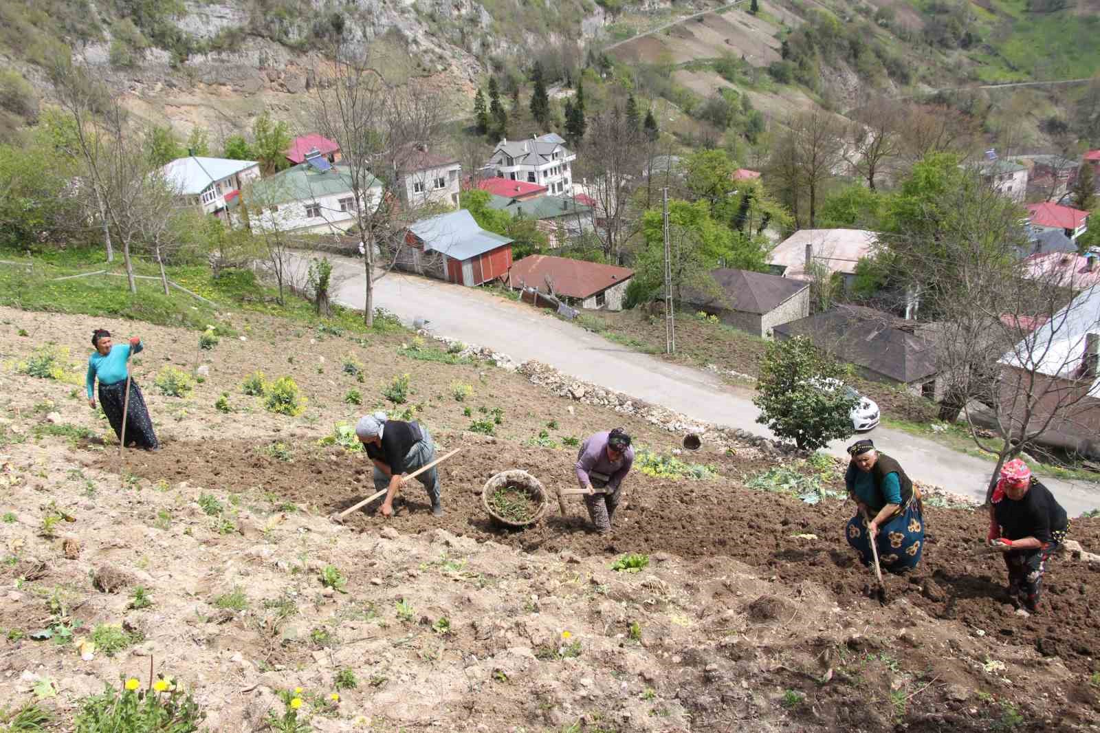 karadeniz-kadininin-zorlu-mesaisi-basladi