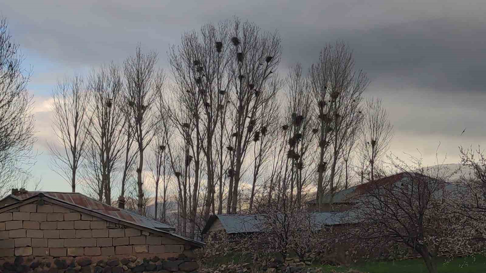 kargalarin-yeni-mekani-baz-istasyonu-diregi