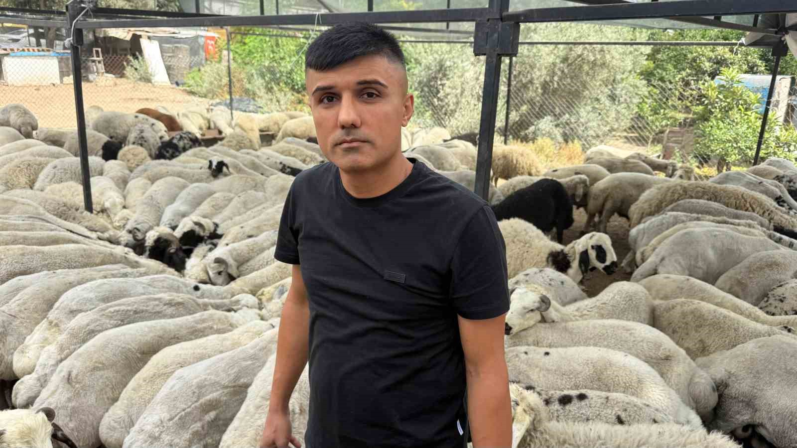 karni-sis-kurbanliklara-dikkat-yeme-karistirilan-tuz-ve-sumak-koyunlari-siskin-gosteriyor
