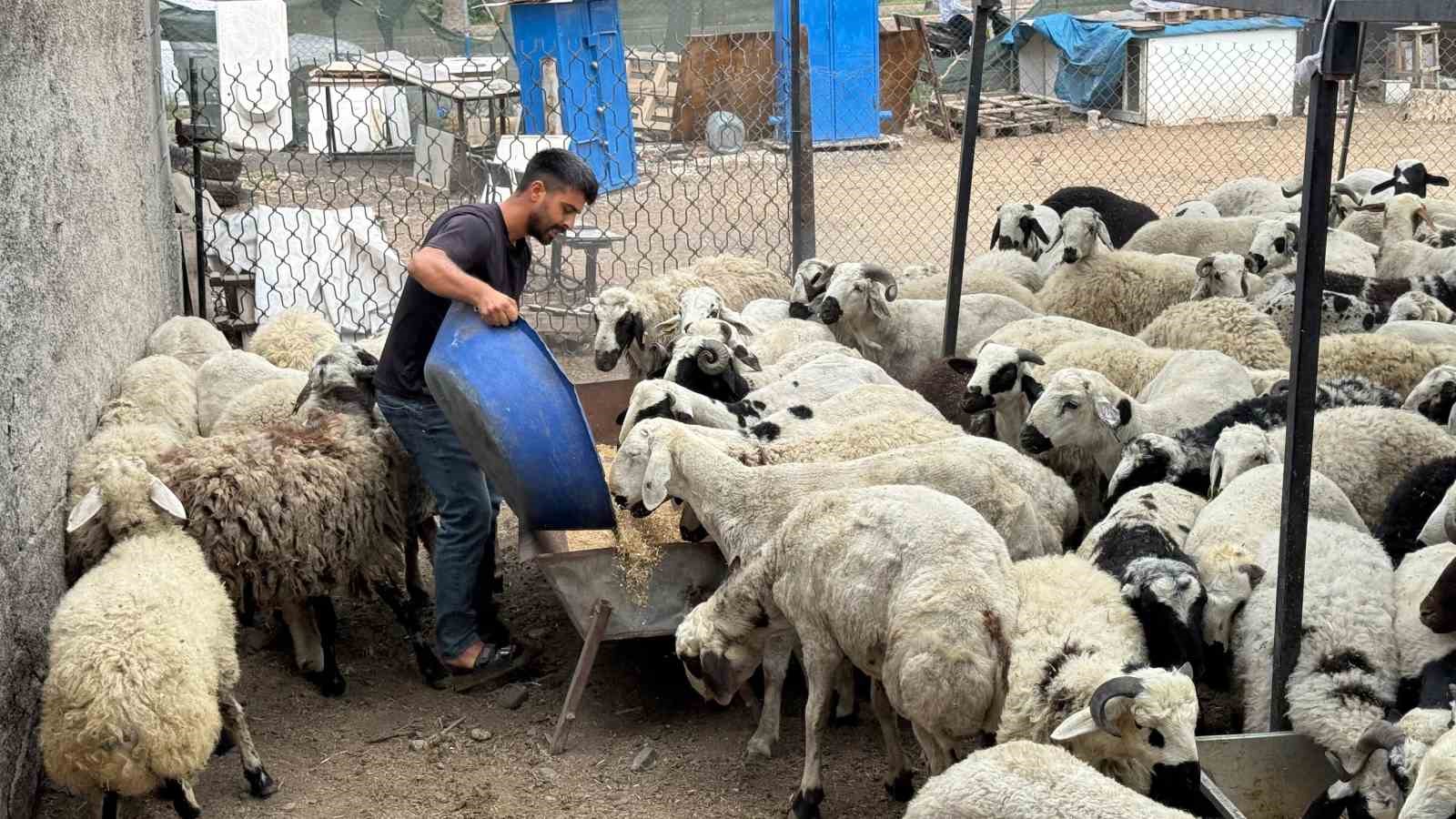 karni-sis-kurbanliklara-dikkat-yeme-karistirilan-tuz-ve-sumak-koyunlari-siskin-gosteriyor