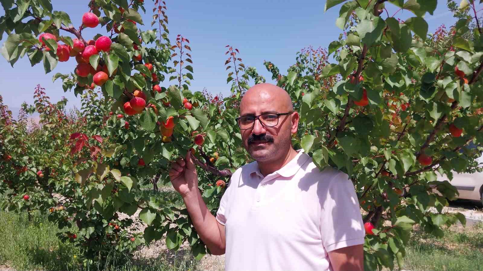 kayisida-hasat-yogunlasti-ihracat-basladi