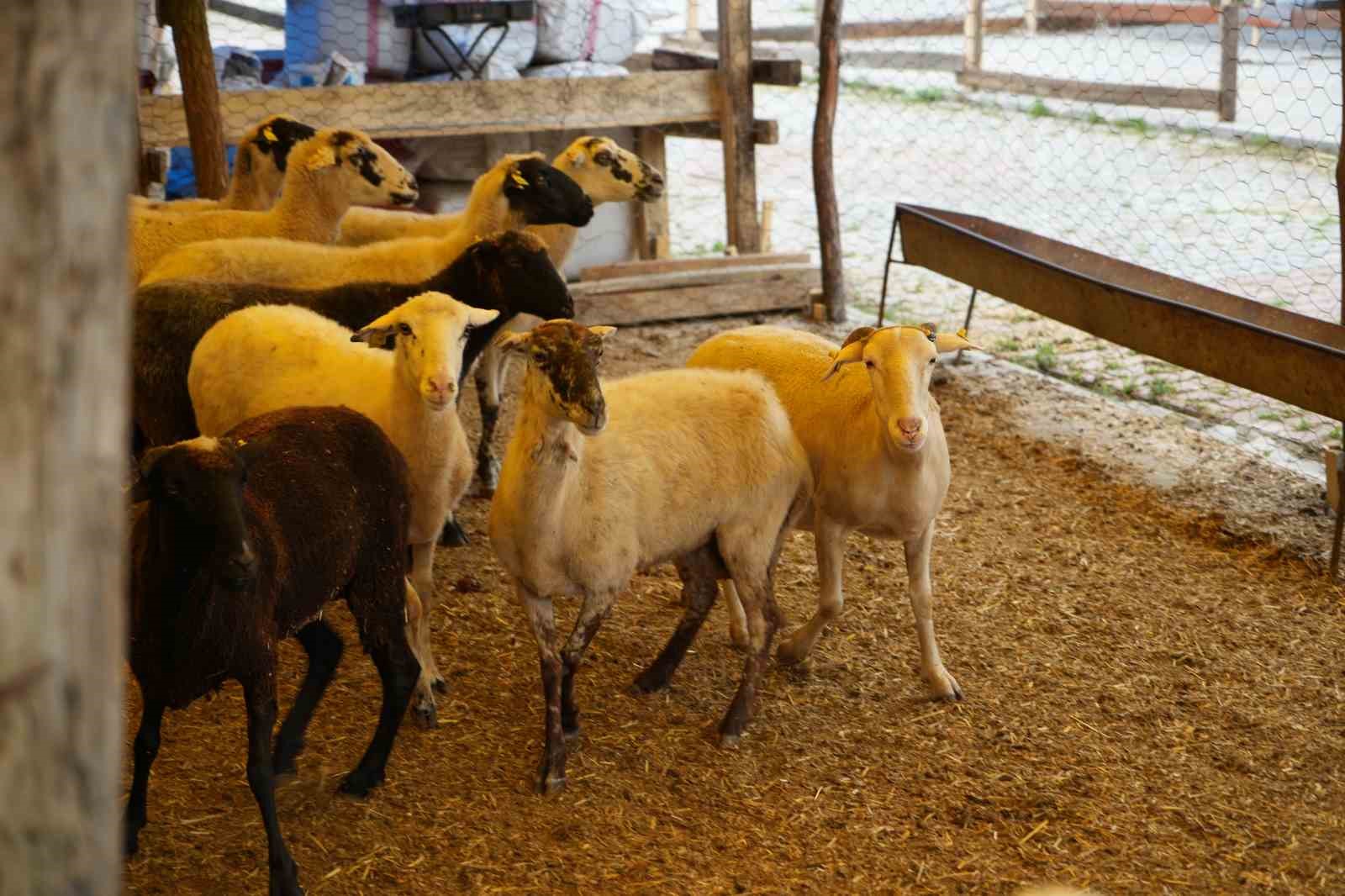 kurban-pazari-yuzleri-guldurdu-hayvanlarin-cogunu-sattik