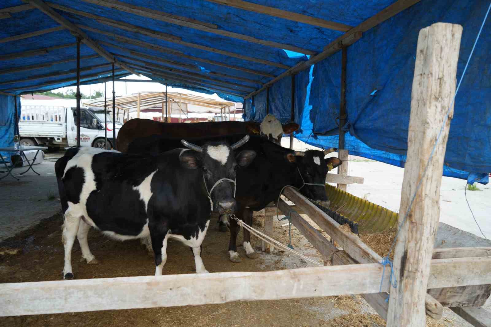 kurban-pazari-yuzleri-guldurdu-hayvanlarin-cogunu-sattik