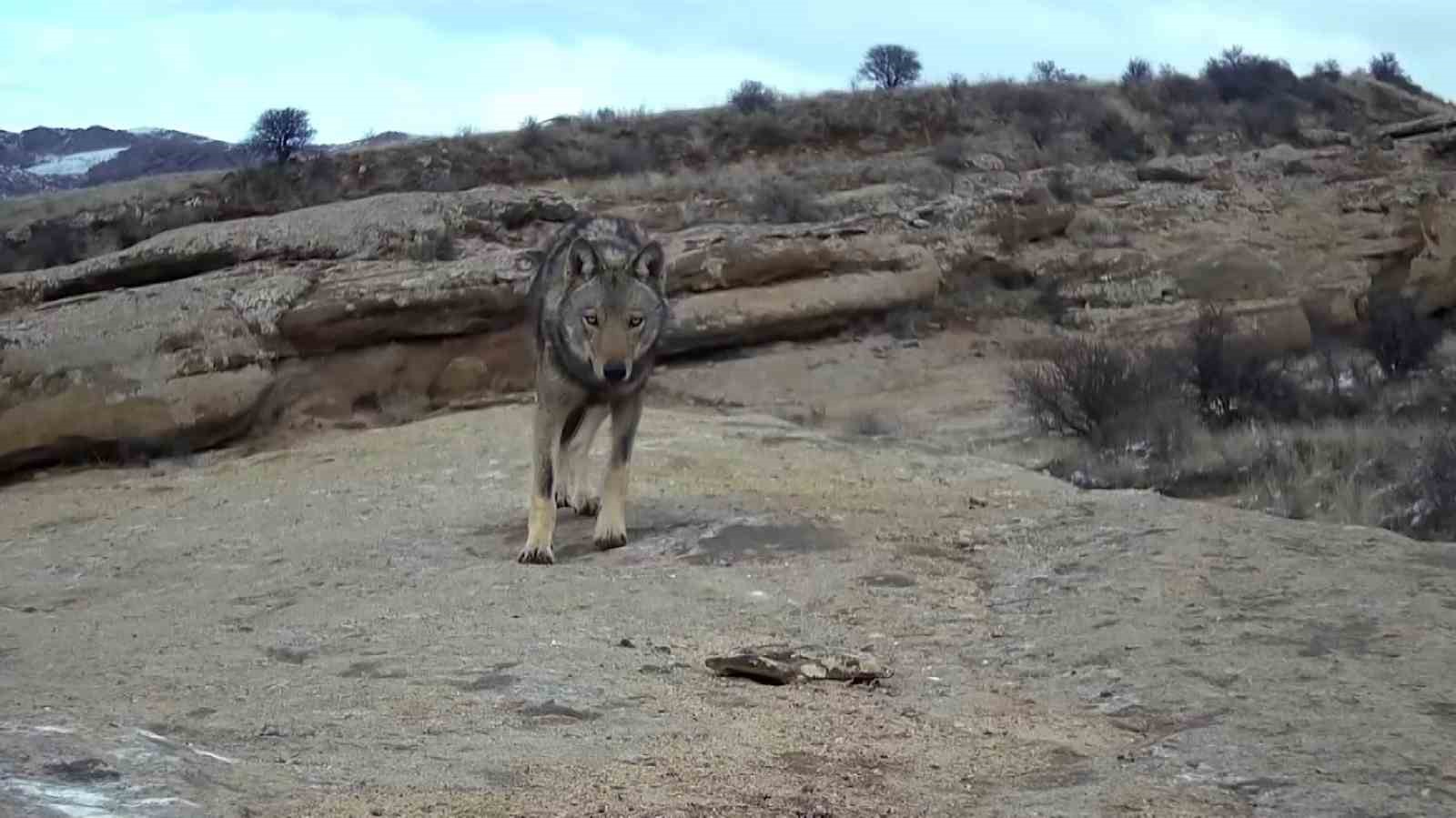 kurt-populasyonundaki-artis-kangal-kopegine-talebi-arttirdi