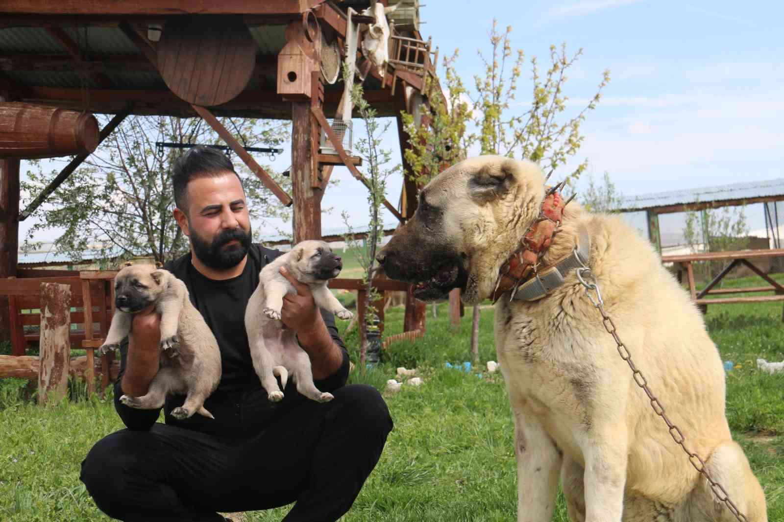 kurt-populasyonundaki-artis-kangal-kopegine-talebi-arttirdi
