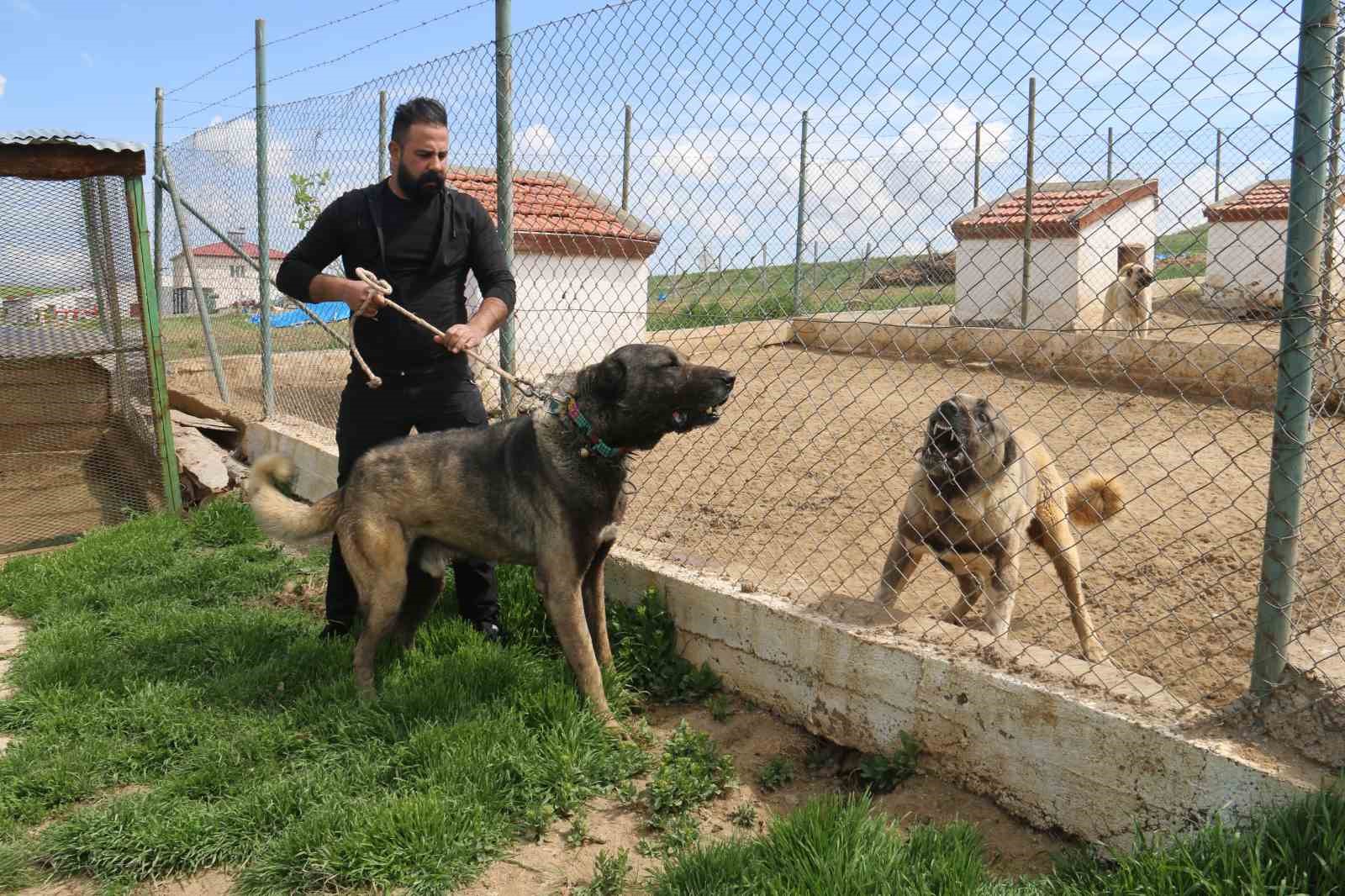 kurt-populasyonundaki-artis-kangal-kopegine-talebi-arttirdi