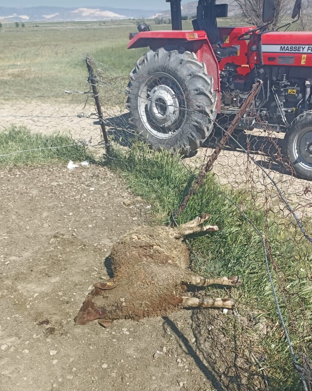 kurtlar-sabaha-karsi-girdigi-agilda-12-koyunu-telef-etti-20sini-yaraladi