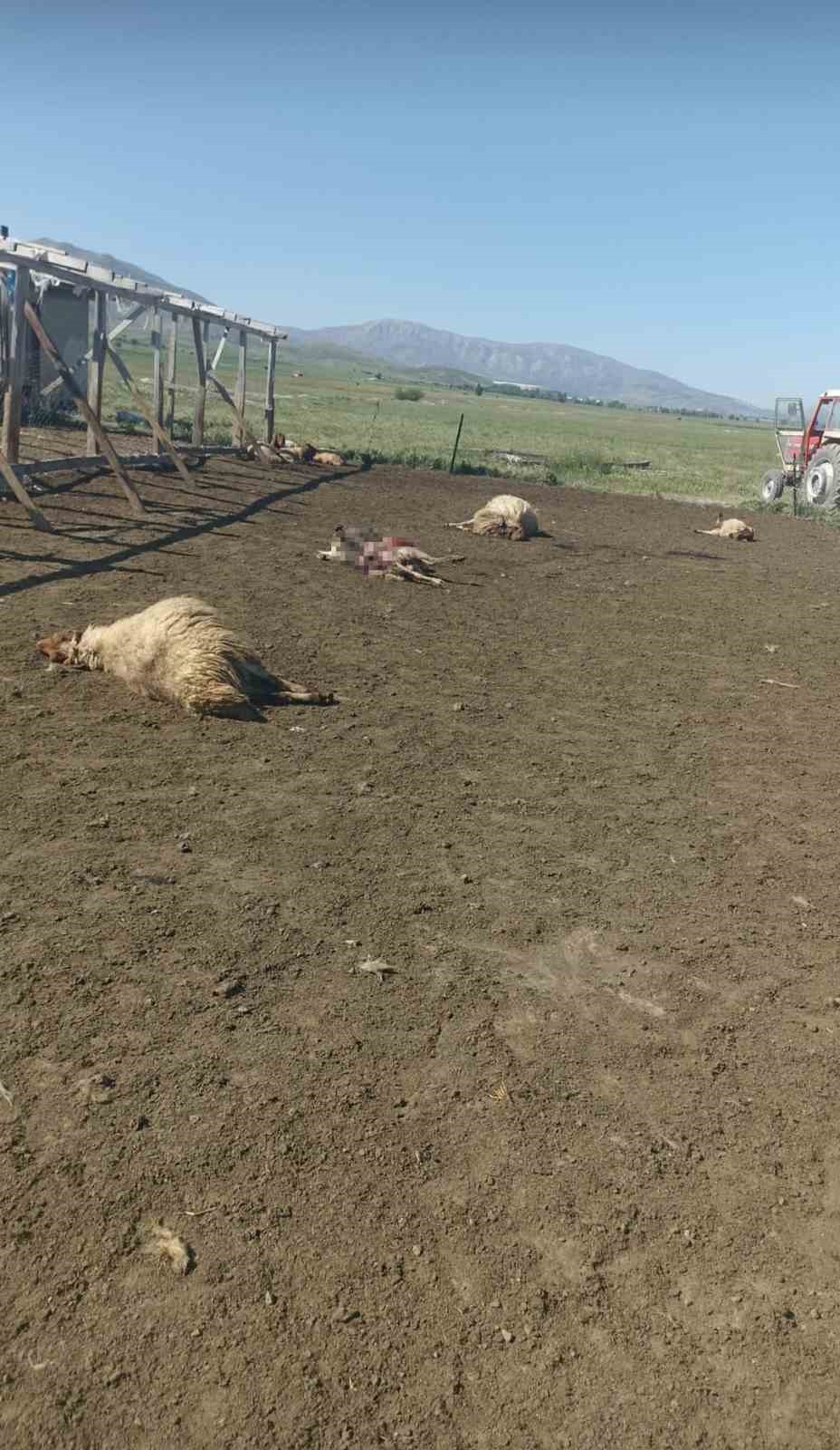 kurtlar-sabaha-karsi-girdigi-agilda-12-koyunu-telef-etti-20sini-yaraladi