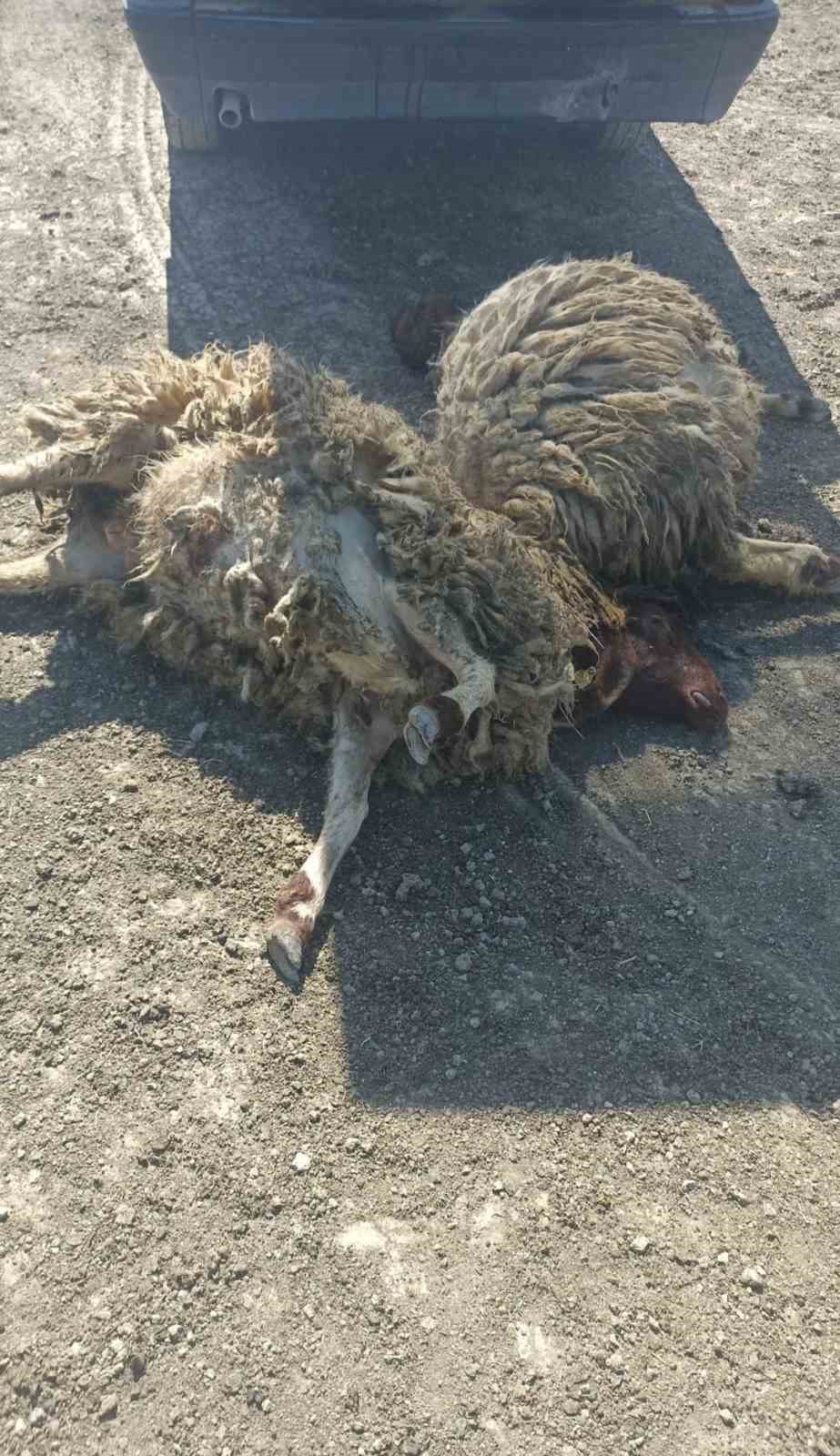 kurtlar-sabaha-karsi-girdigi-agilda-12-koyunu-telef-etti-20sini-yaraladi