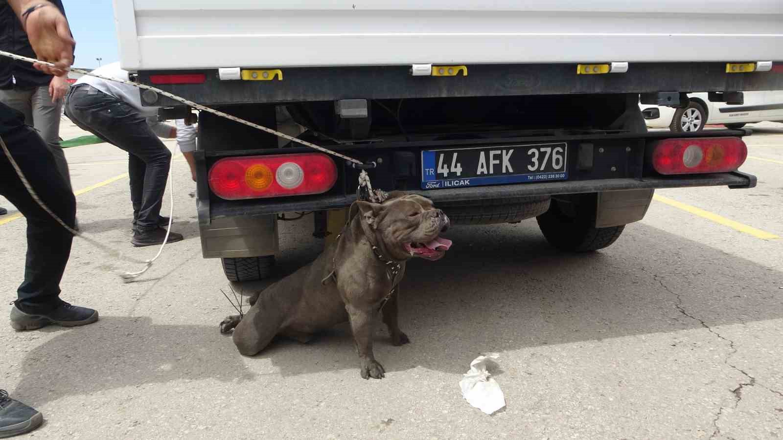 malatyada-etkinlikte-pitbull-dehseti-bir-kadin-yaralandi