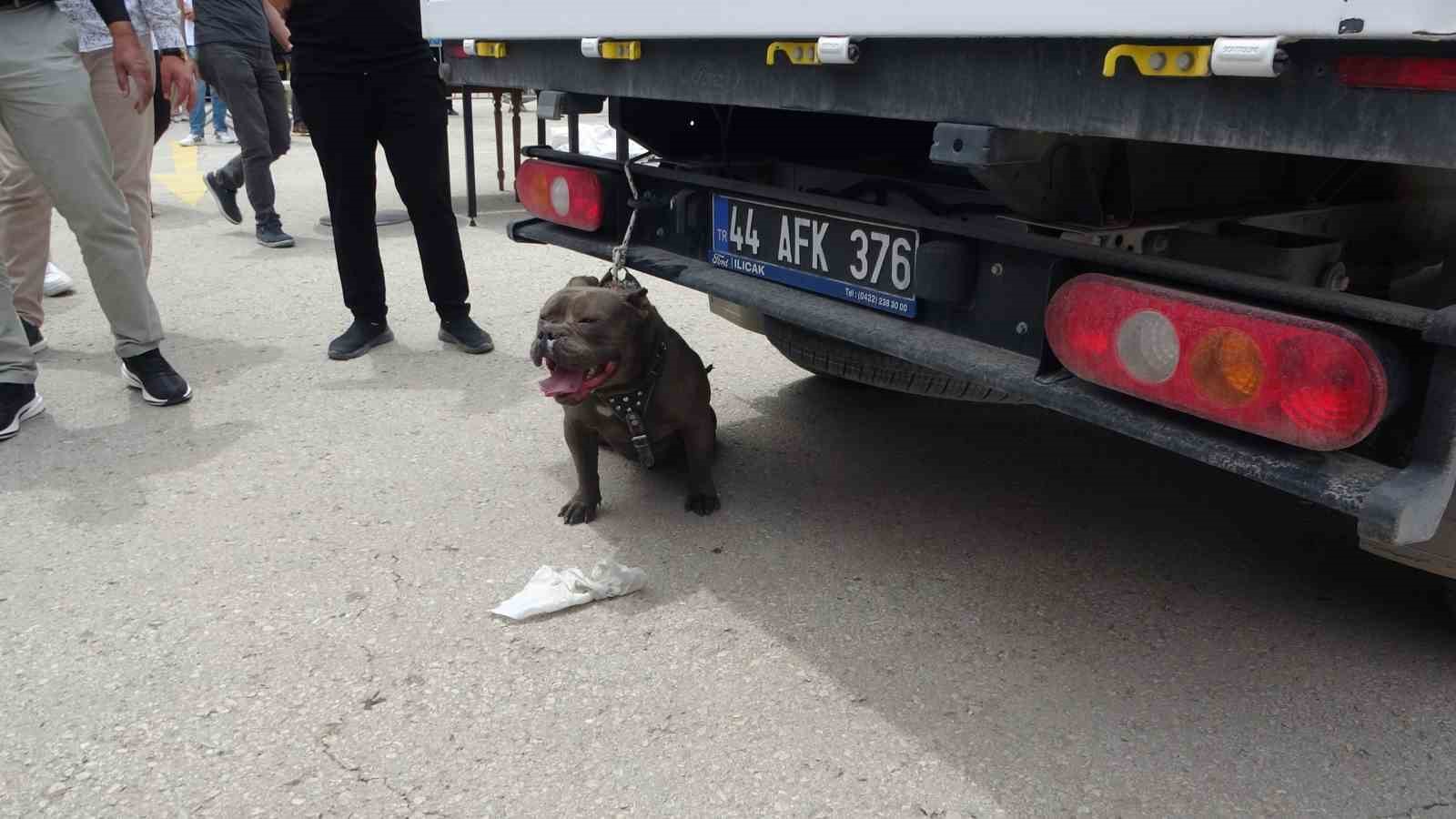 malatyada-etkinlikte-pitbull-dehseti-bir-kadin-yaralandi
