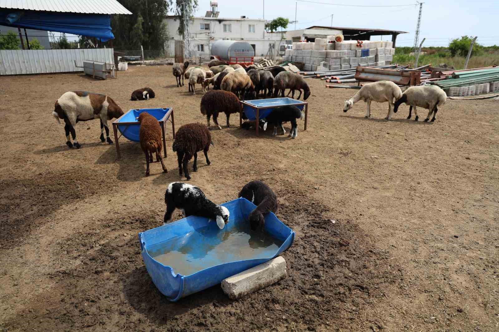 meraya-dokulen-zehir-77-koyunu-telef-etti-onlarca-kuzu-annesiz-kaldi