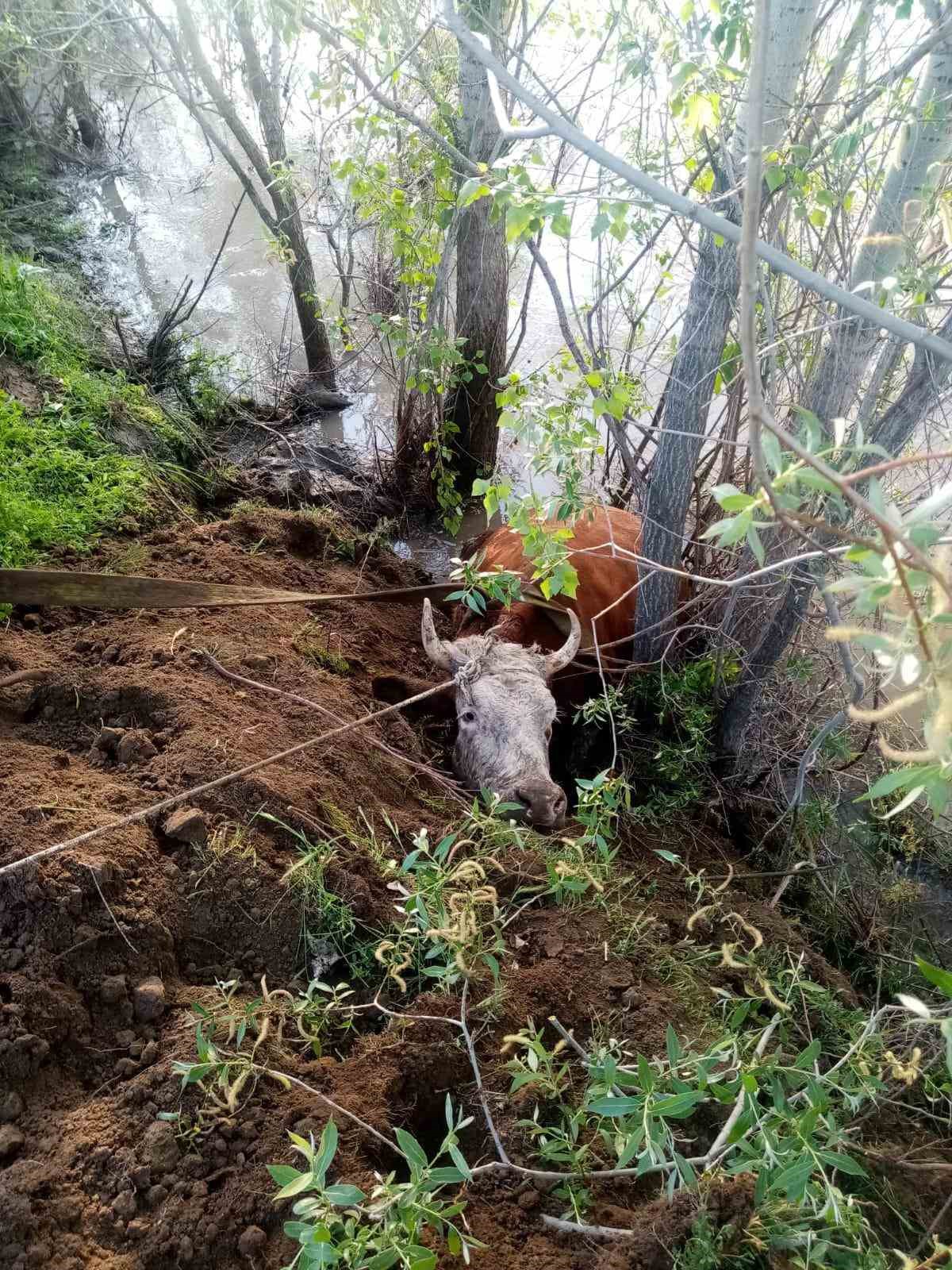 nehir-kiyisina-dusen-inek-kurtarildi