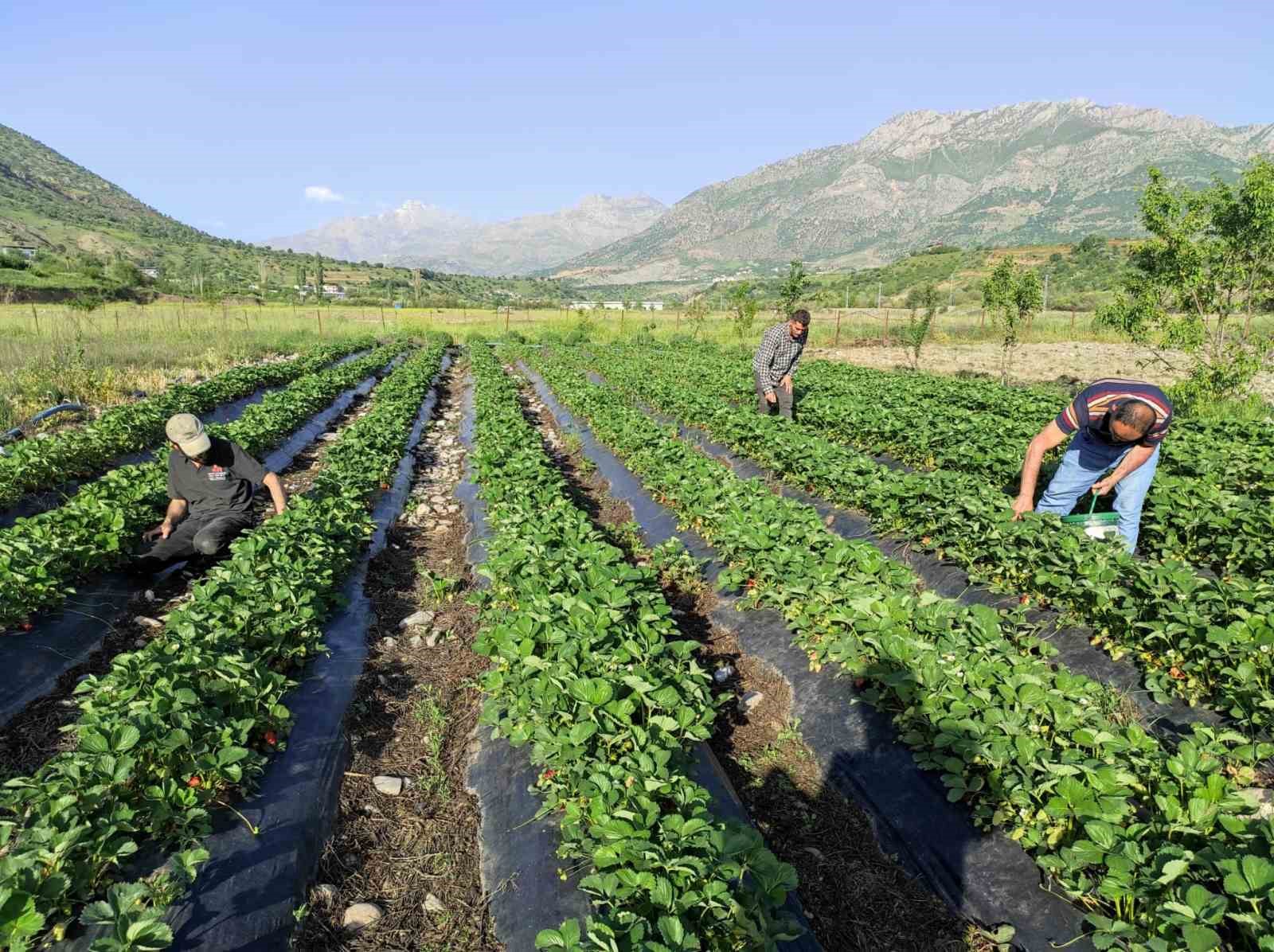 organik-sason-cileginde-hasat-basladi