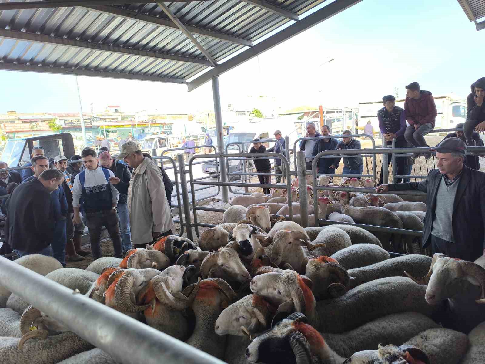 ozel-bayrama-sayili-gunler-kala-kucukbas-kurbanliklarda-pazarliklar-kizisti