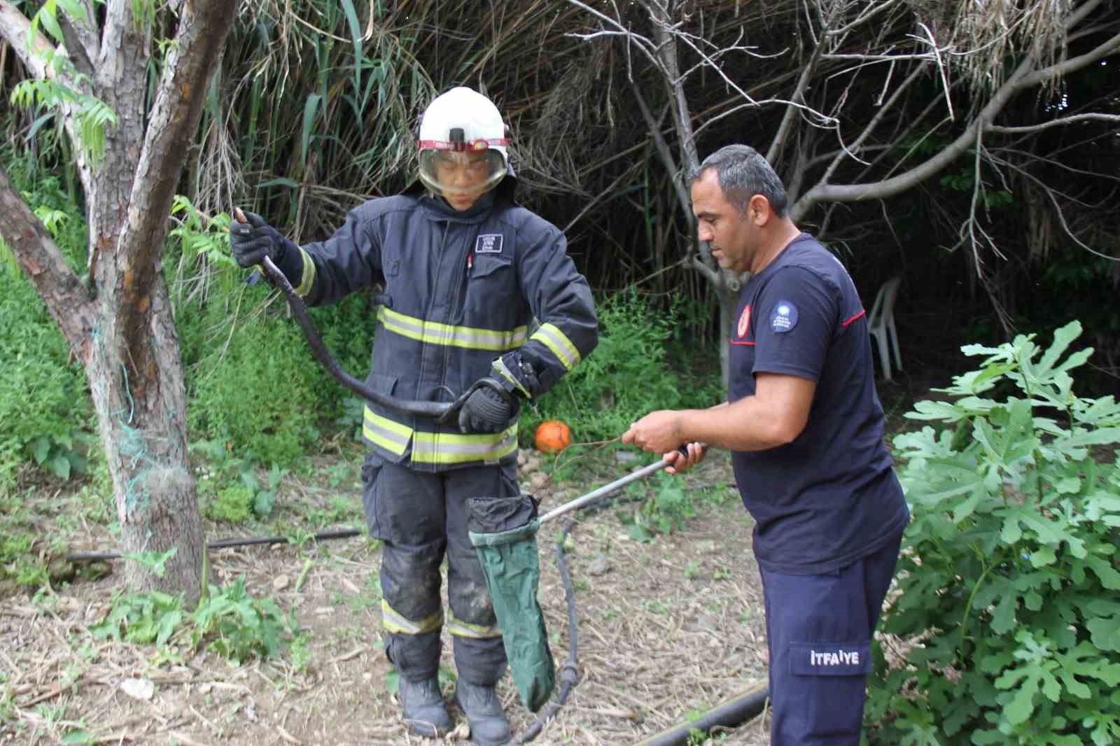 serikte-aglara-dolanan-yilani-itfaiye-kurtardi