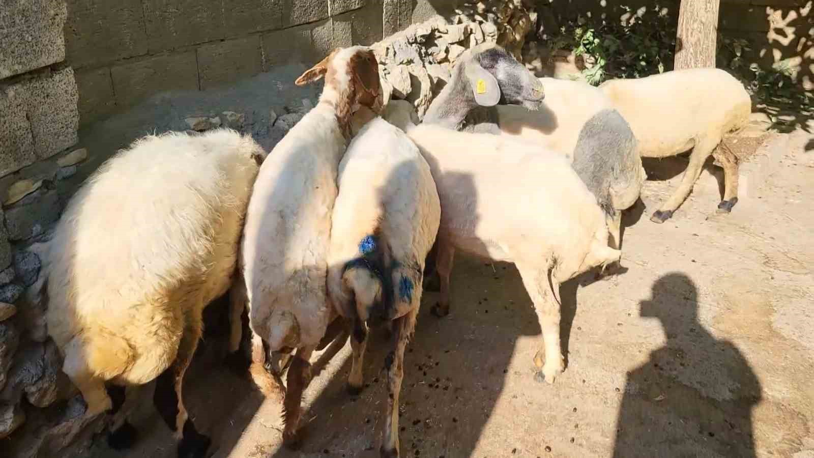 sokak-kopekleri-koylulerin-hayvanlarina-saldirdi