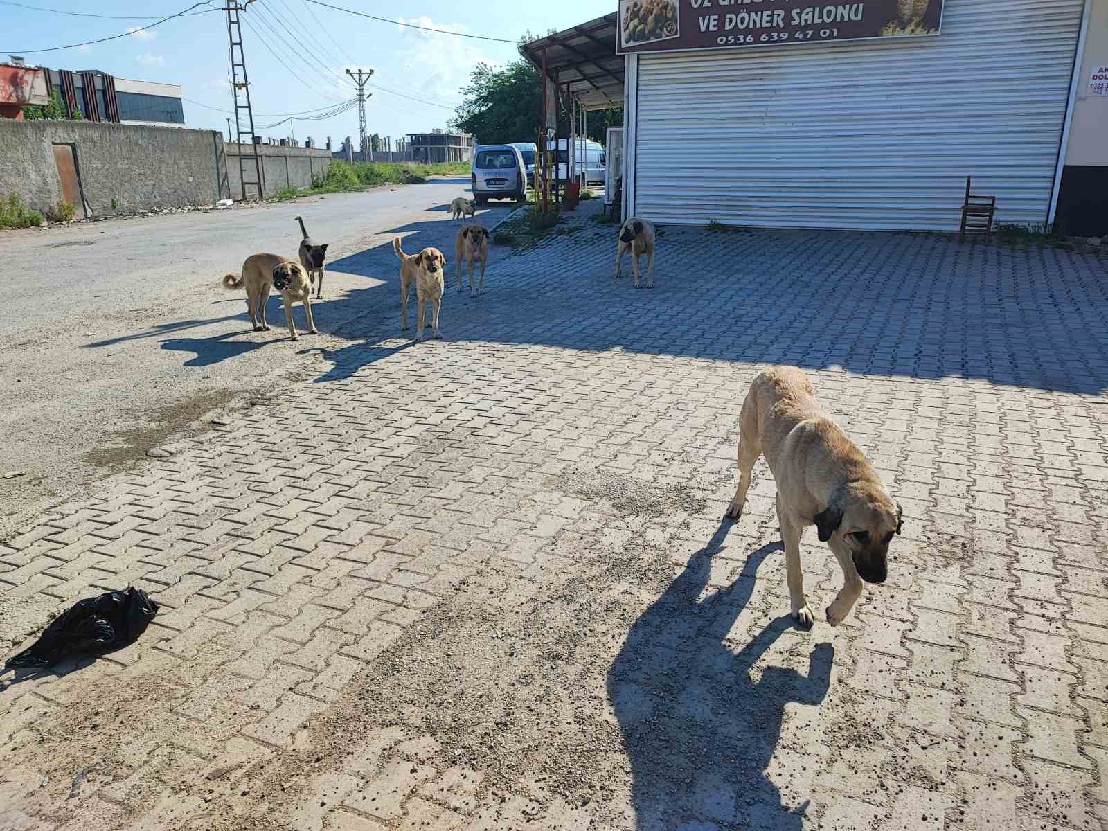 sokak-kopekleri-tehlike-saciyor