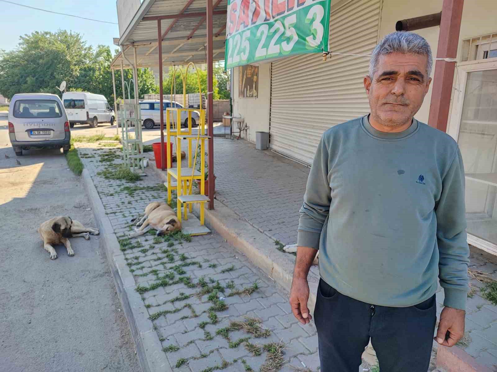 sokak-kopekleri-tehlike-saciyor