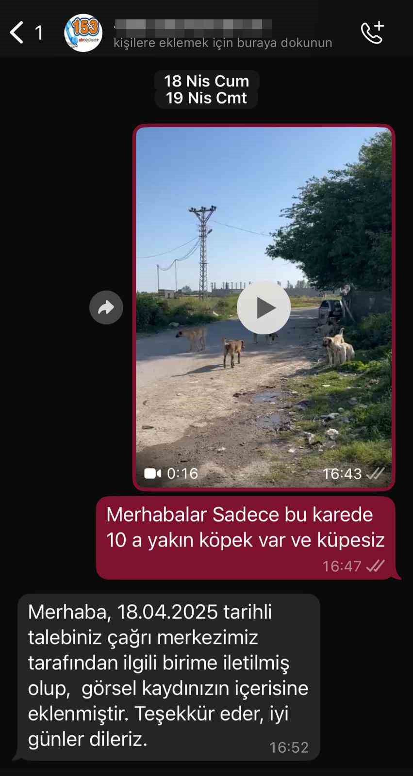 sokak-kopekleri-tehlike-saciyor
