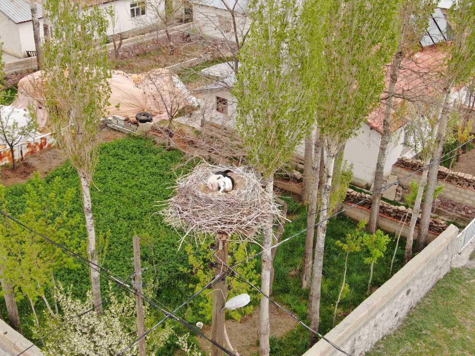 vanda-leylekler-48-yildir-ayni-direge-yuva-yapiyor