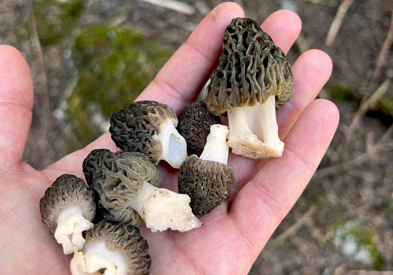 yagislar-kuzugobegi-mantari-tutkunlarini-da-sevindirdi