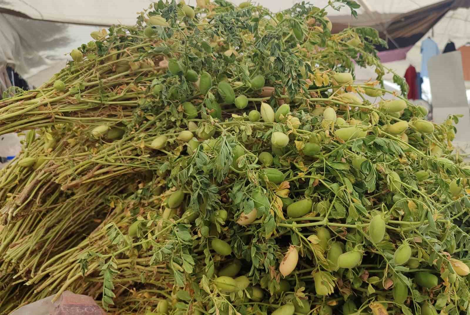 yesil-nohut-tezgahlarda-yerini-aldi
