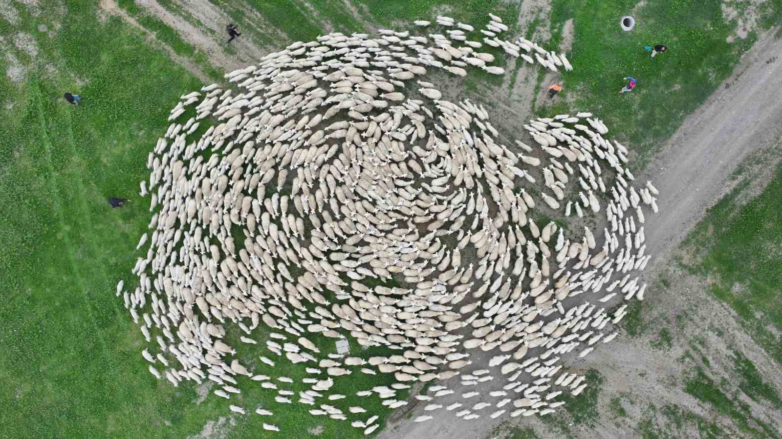 yuzlerce-kuzu-annesiyle-bulustu-o-anlar-dron-ile-goruntulendi