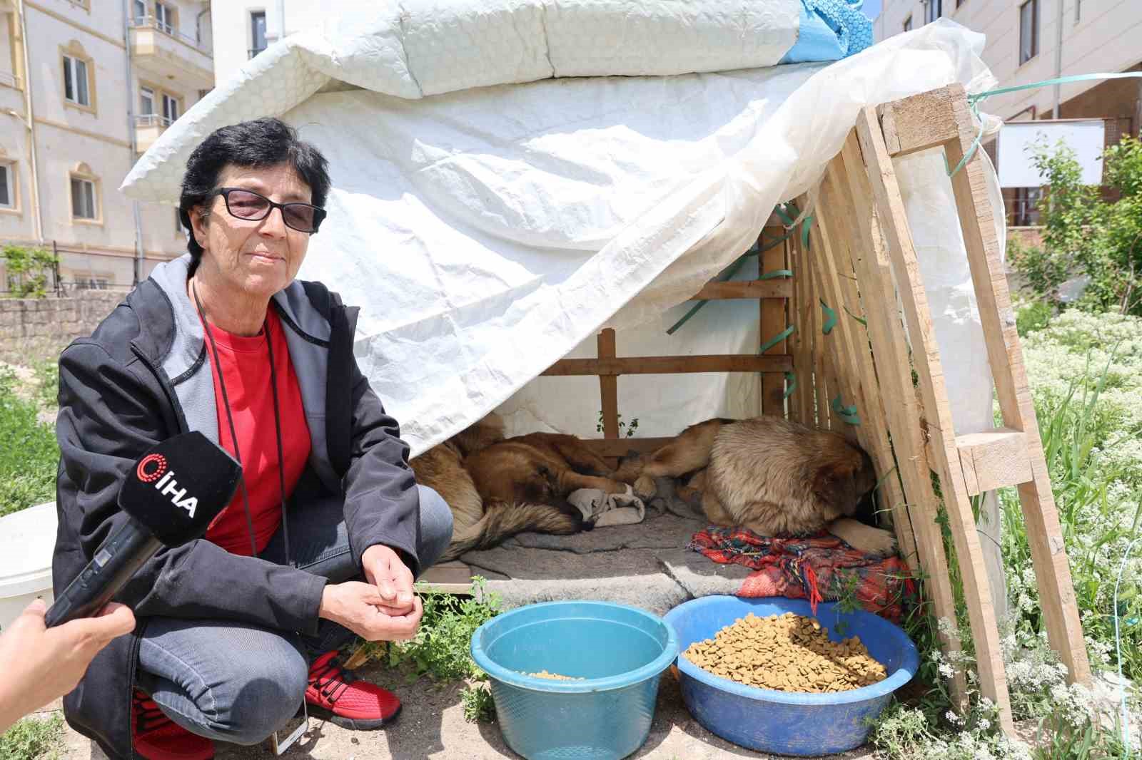 30-yildir-sokak-hayvanlarini-besliyor