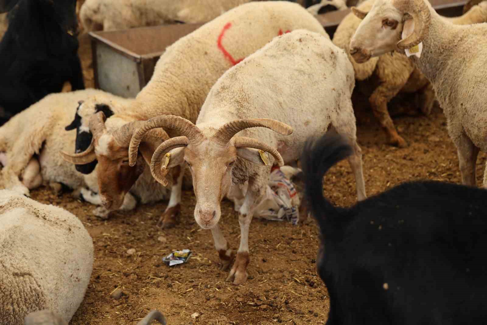 adanada-4-boynuzlu-koclar-kurban-pazarlarinin-gozdesi-oldu