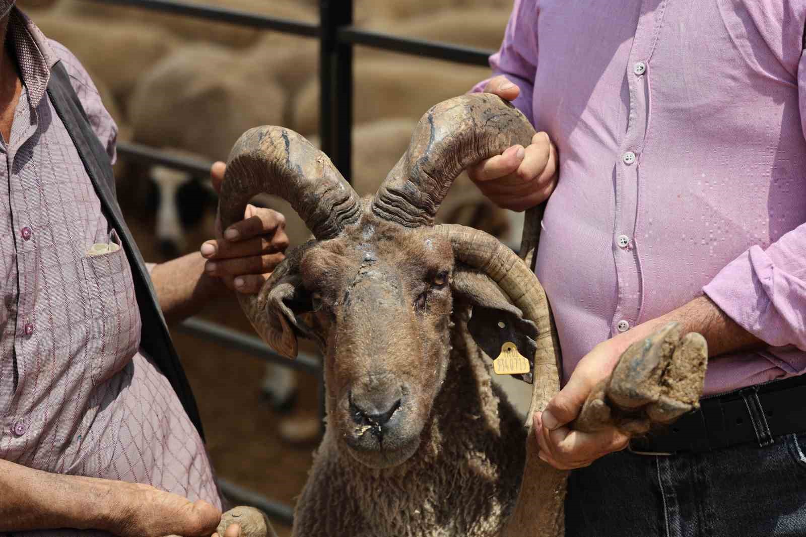 adanada-4-boynuzlu-koclar-kurban-pazarlarinin-gozdesi-oldu