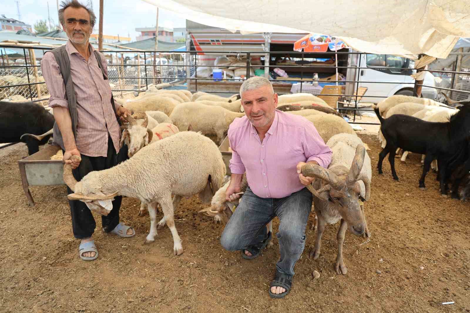 adanada-4-boynuzlu-koclar-kurban-pazarlarinin-gozdesi-oldu