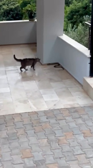 alanyada-yilana-kafa-tutan-kedi