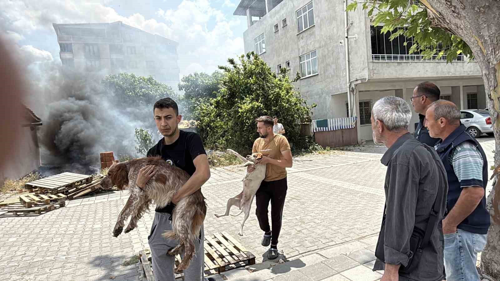 alevler-arasinda-kalan-kopekler-son-anda-kurtarildi