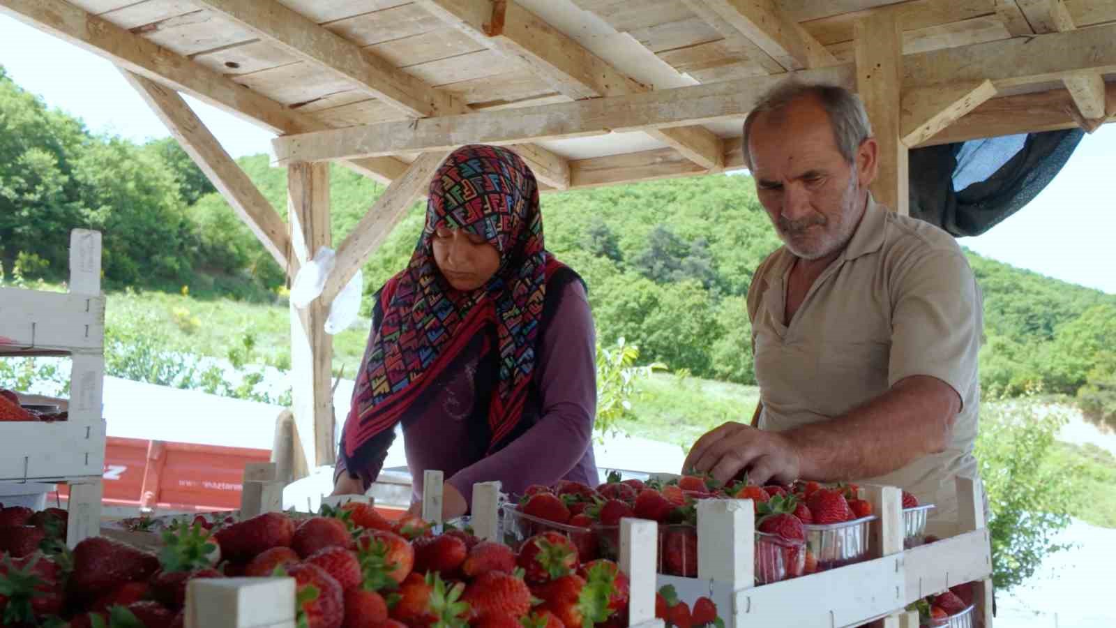 alternatif-tarimin-meyvesi-cilegin-ilk-hasadi-basladi