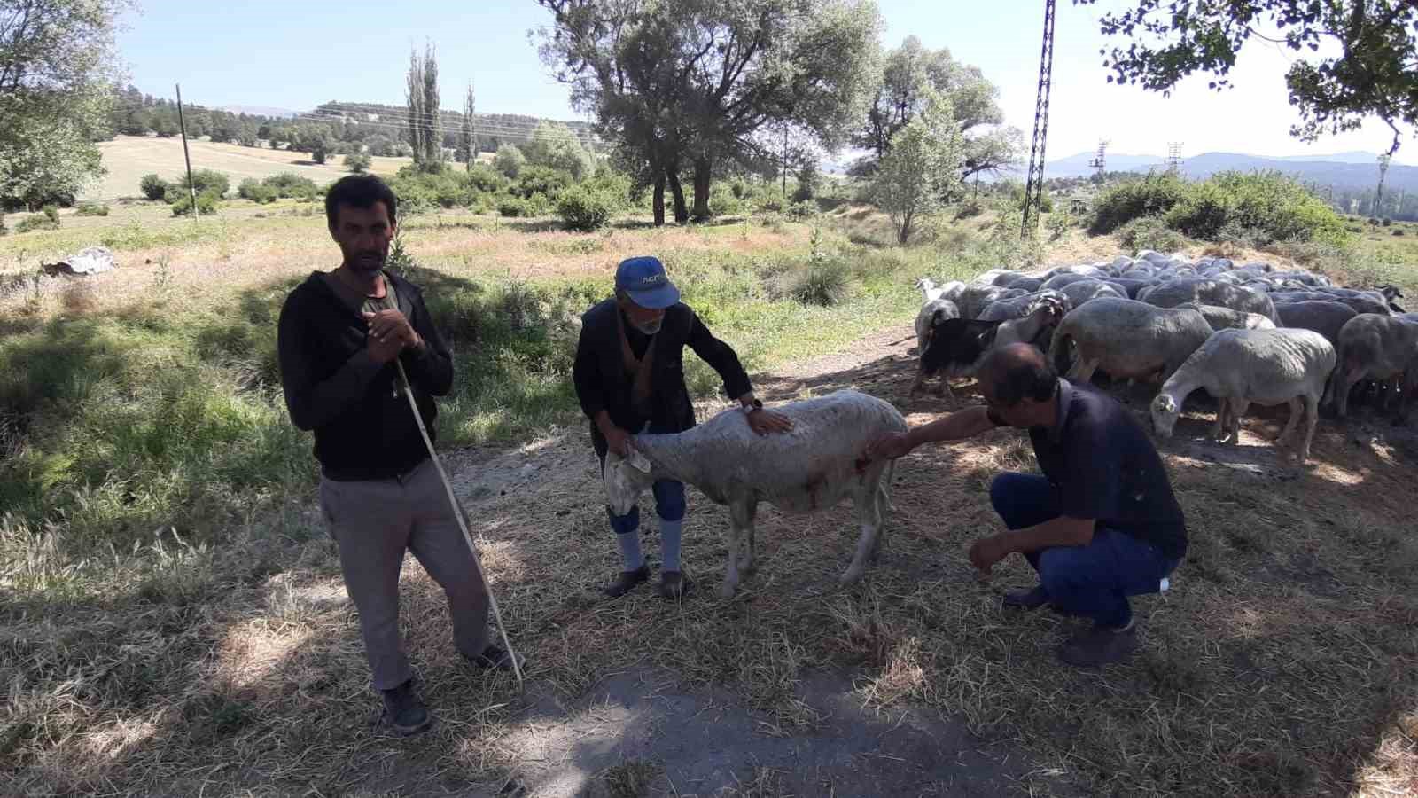 boluda-basibos-kopekler-suruye-saldirdi-kopeklerle-bizim-basimiz-belada