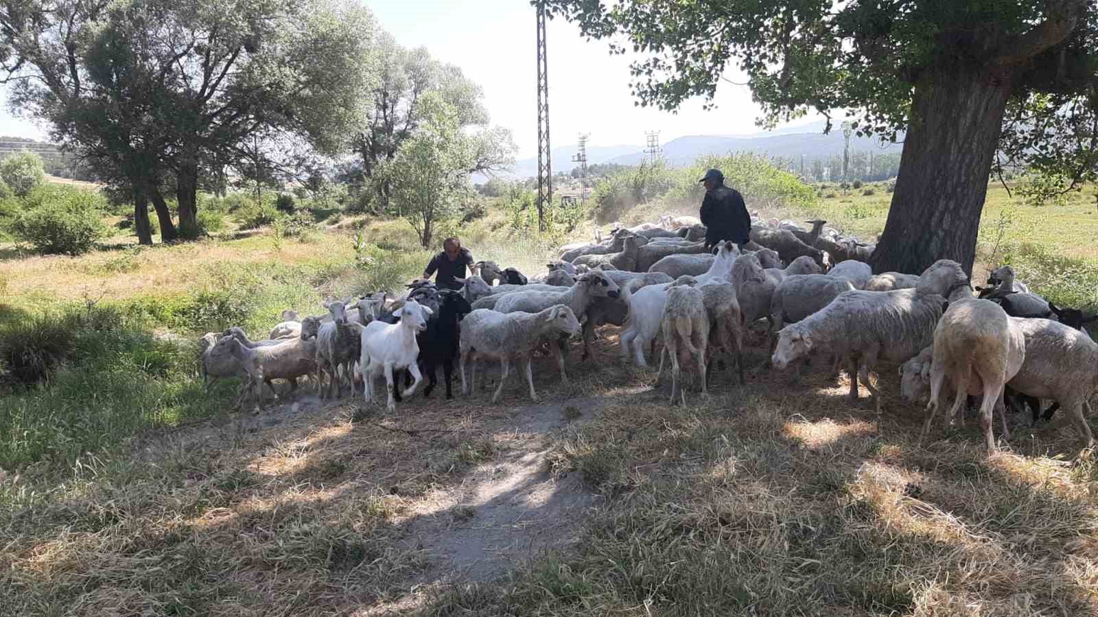 boluda-basibos-kopekler-suruye-saldirdi-kopeklerle-bizim-basimiz-belada