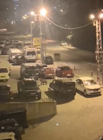 borcka-ilce-merkezine-inen-ayilar-cadde-ve-sokaklarda-dolasti